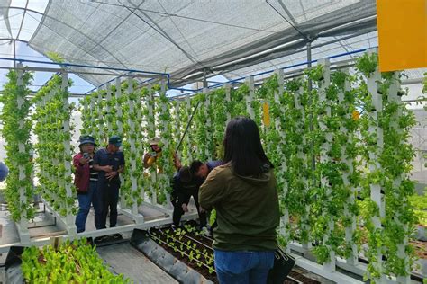 department of agriculture tuguegarao|DA to develop smart farming communities in Cagayan Valley.